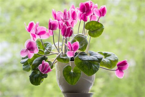 Indoor Flowering Plants With Names