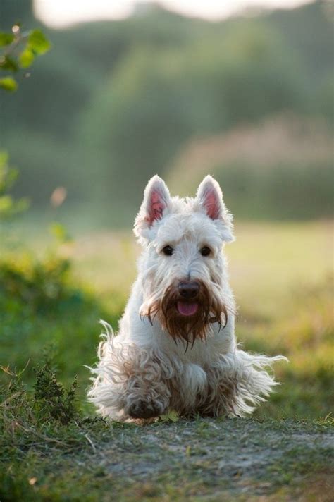 Pin on Wheaten Scottish Terrier