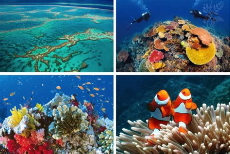 Coral conservation through assisted evolution