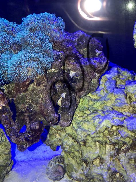 Question about green star polyps? - Reef Central Online Community