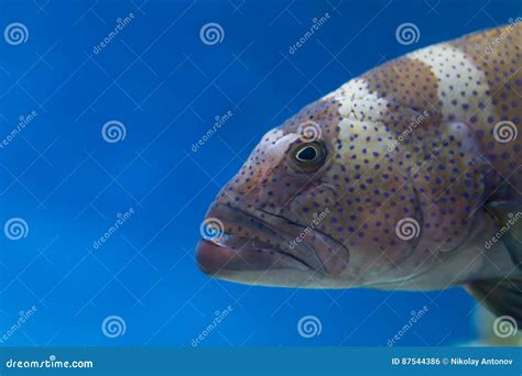 Scary Predatory Fish with Teeth in the Water Aquarium Stock Photo - Image of green, ferocious ...