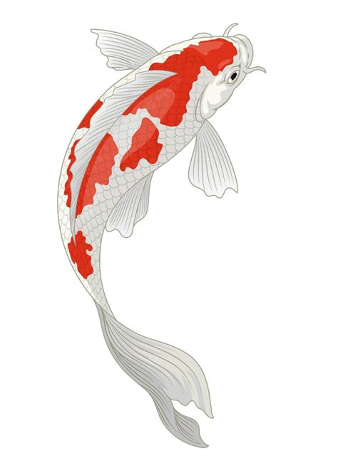 Premium Vector | Koi fish japan in red and white kohaku pattern in 2024 | Koi fish drawing, Koi ...