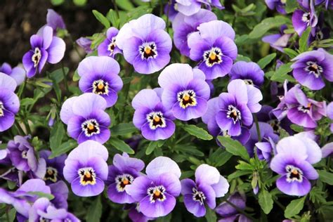 Pansy Flower Meaning And Symbolism | Flower Glossary