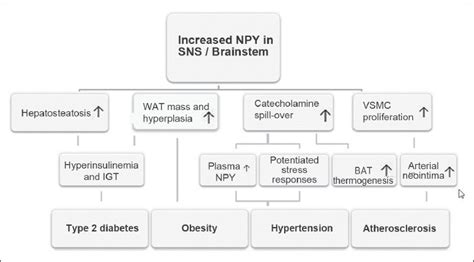 Putative mechanisms of neuropeptide Y (NPY) in the development of the ...