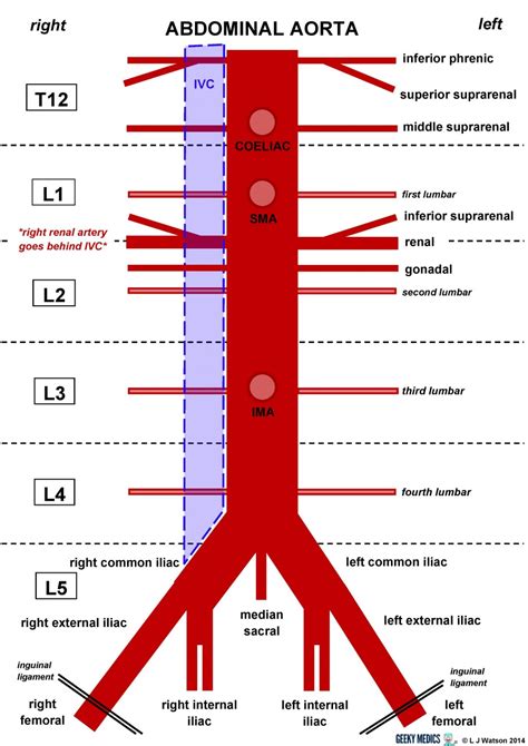 Anatomy - Abdominal Aorta | Faculty of Medicine