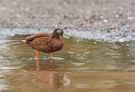 320+ zbiorów zdjęć, fotografii i beztantiemowych obrazów z kategorii Hawaiian Islands National ...