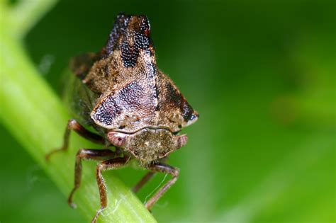 Some Kind of Hopper | Treehopper? Planthopper? Leafhopper? D… | Flickr