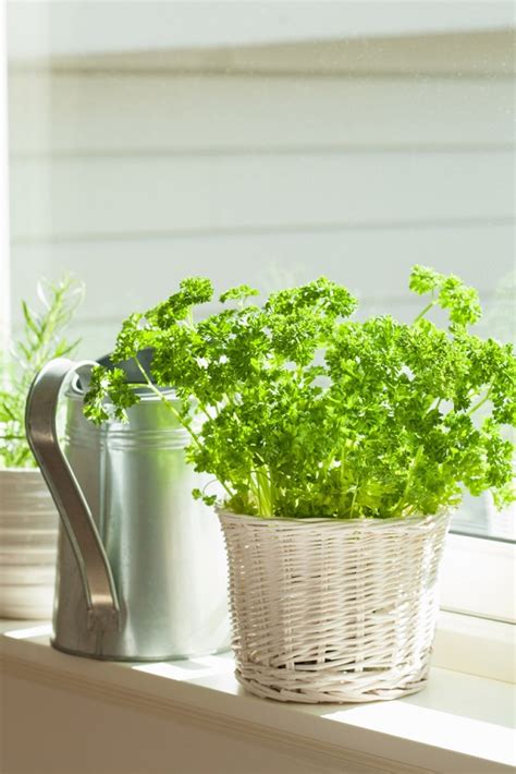 Meaning of Parsley in Hindi and Its Importance • India Gardening