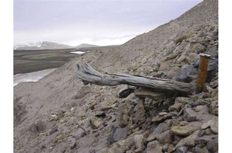 Oldest DNA reveals life in Greenland two million years ago