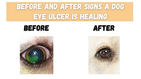 Before and After Signs a Dog Eye Ulcer is Healing - The Canine Expert:
