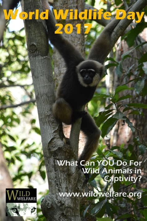 What Can YOU Do for Wild Animals In Captivity? | Wild Welfare