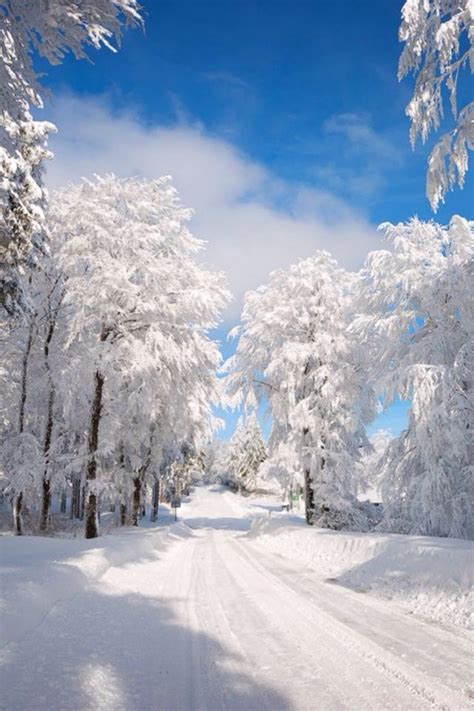 Sunny Winter Day | Winter landscape photography, Winter landscape, Winter pictures