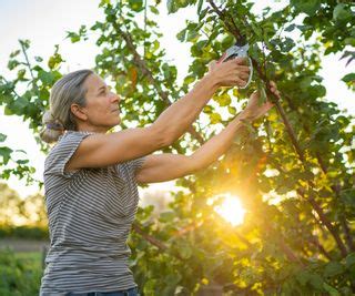 How to prune an apricot tree - expert tips for trimming | Homes & Gardens