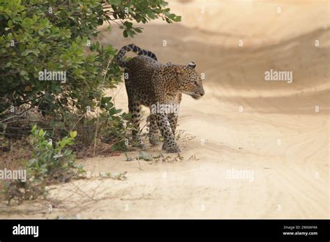 Leopard in Sri Lanka in the Wild. Visit Sri Lanka Stock Photo - Alamy