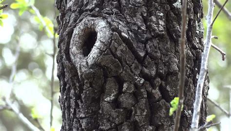 Free Tree Knot Close-up Stock Video Footage - Vidsplay.com