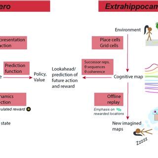 MuZero mirrors hippocampus processing. (Left) Functions of muZero ...