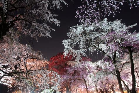 Kyoto Botanical Garden Cherry Blossoms 2019 – Japan Travel Guide -JW ...