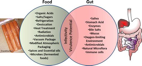 Frontiers | Food-Associated Stress Primes Foodborne Pathogens for the Gastrointestinal Phase of ...