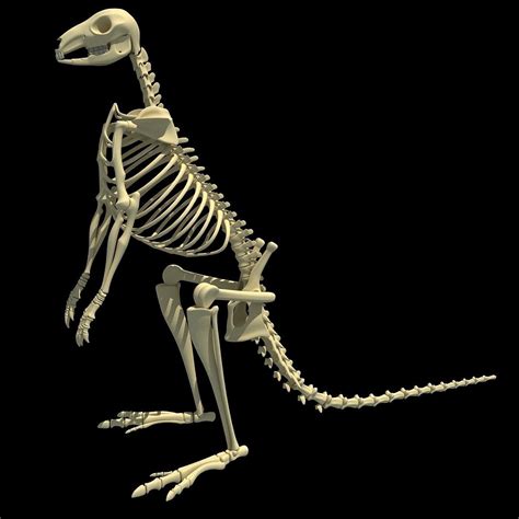 Kangaroo Skeleton 3D model | CGTrader