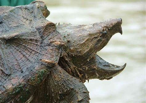 Alligator Snapping Turtle: Bite Force – Animal Facts Blog