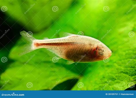 Blind Cave Fish or Mexican Tetra Stock Image - Image of aquarium, alive ...