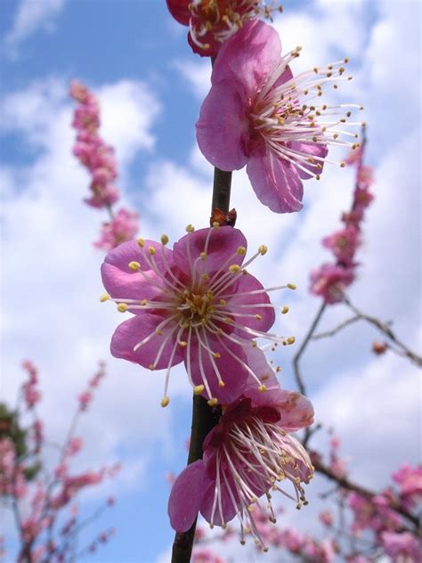 Plum Blossoms in Japan | Ume Matsuri 2025 | Kyuhoshi