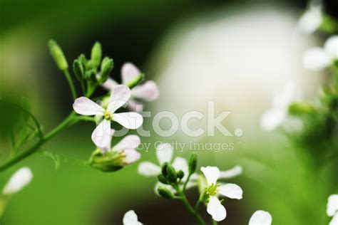 Radish Flowers Stock Photo | Royalty-Free | FreeImages