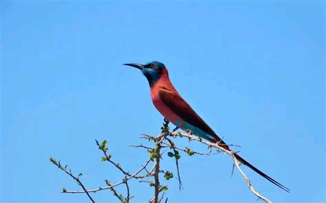 Best time for Birding in Queen Elizabeth National Park