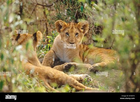 Two lion cubs laying in forest Africa Stock Photo - Alamy