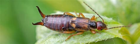 How To Get Rid of Earwigs on Plants