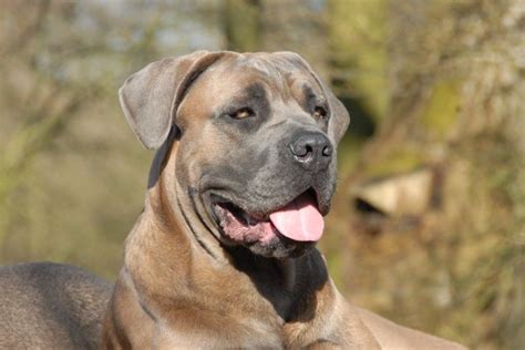 Formentino Cane Corso | Cane Corso Italian Mastiff | Pinterest | Cane corso and Canes