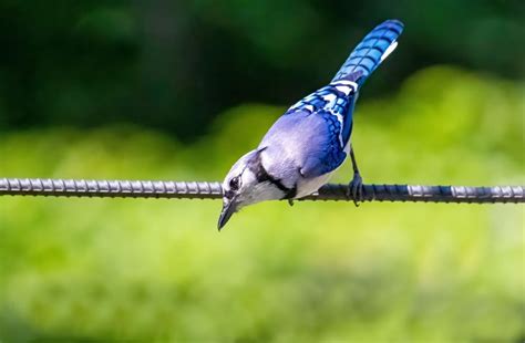 Blue Jay Symbolism: 16 Spiritual Meanings