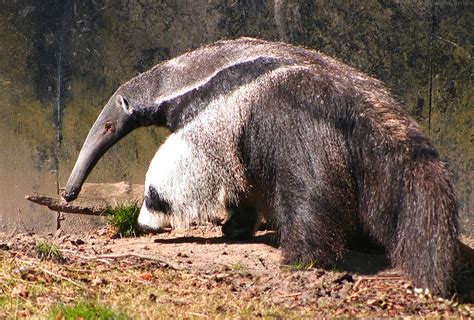 Amazon Rainforests Animals : The Giant Anteater ~ Amazon Rainforest Animals