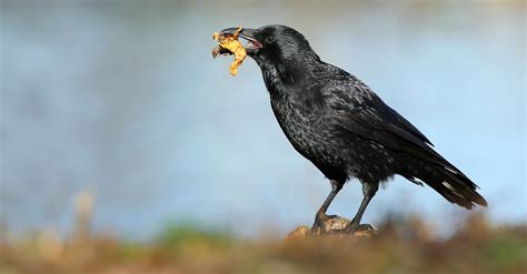 Carrion Crow photo & image | nature, bird, animals images at photo community