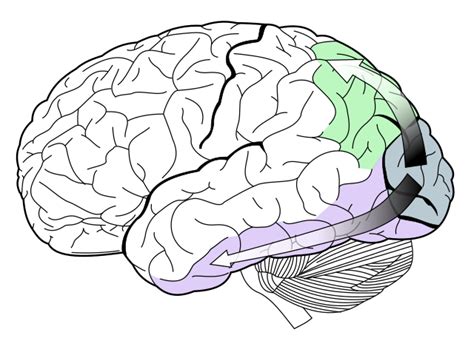 Sight - Simple English Wikipedia, the free encyclopedia