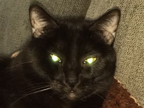 Cats With Laser Eyes: Why do Cats’ Eyes Glow? - Our Cats' World