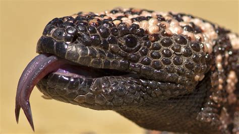 Could Gila Monster Venom Hold The Key To Curing Diabetes?