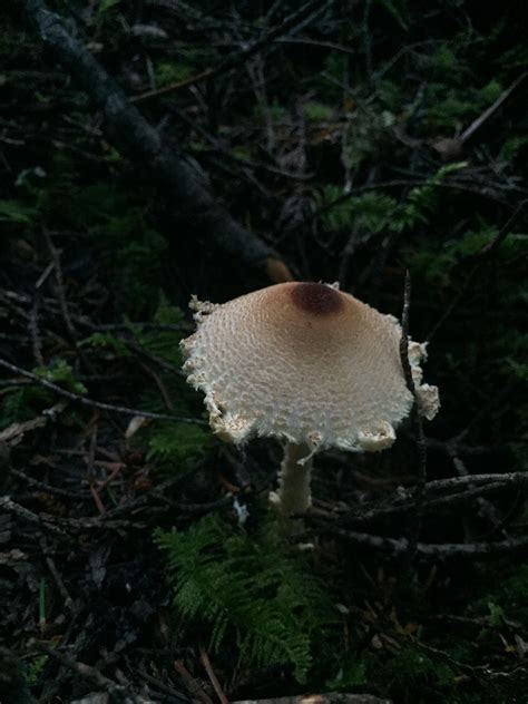 What does this cap look like to you? : r/MushroomPorn