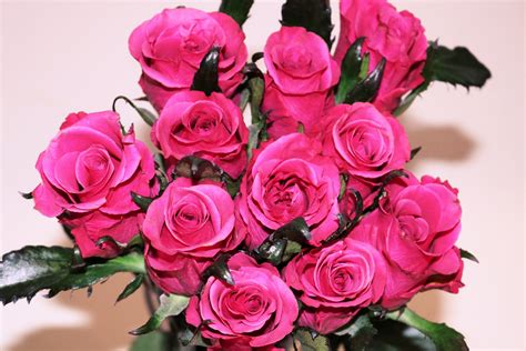 Bouquet Of Pink Roses Free Stock Photo - Public Domain Pictures