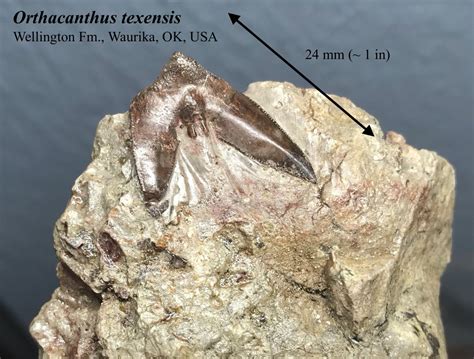 Orthacanthus texensis - Members Gallery - The Fossil Forum