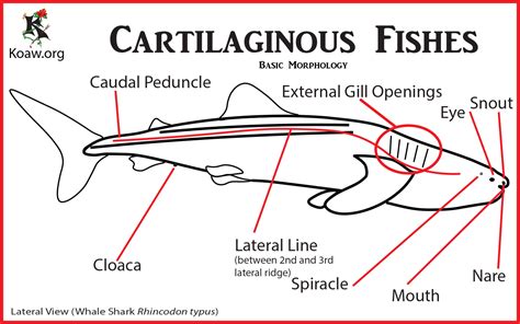 THE CARTILAGINOUS FISHES - CHONDRICHTHYES Sharks, Skates, Rays, and Chimaeras — Koaw Nature