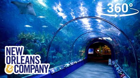 Tickets For Aquarium In New Orleans - Aquarium Views