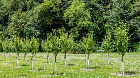 Scotland meets tree planting target for first time - BBC News