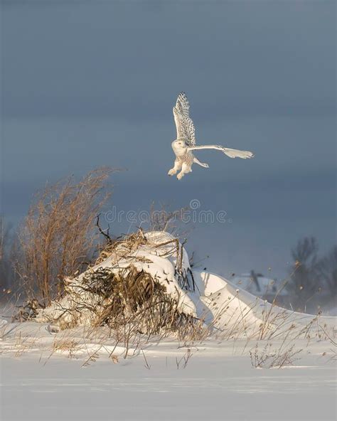 Snowy Owl stock image. Image of raptor, north, carnivore - 116235607