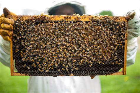 Free Images : beehive, honeybee, honeycomb, beekeeper, membrane winged ...