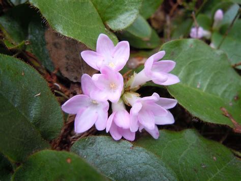 Epigaea repens (Mayflower) - The state flower of MA and native to everywhere in New England and ...