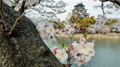 Hiroshima cherry blossoms to arrive super early… or late in 2022 | Get Hiroshima