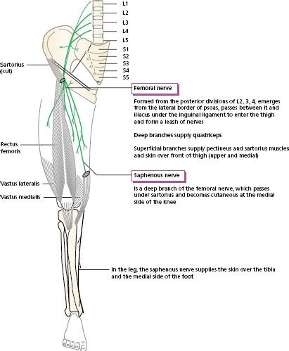 Nerve supply of the lower limb | Musculoskeletal Key