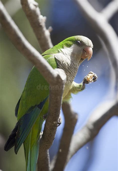 Green Quaker Parrot stock photo. Image of positive, habitat - 55790856