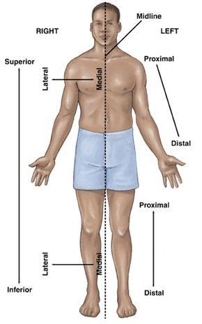 superior inferior - Google Search | Human anatomy and physiology, Medical knowledge, Human anatomy